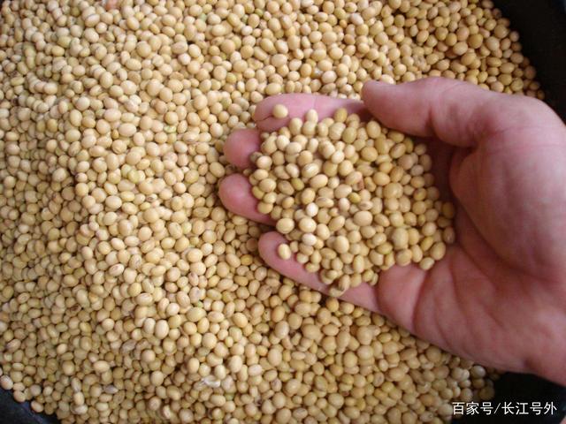 外媒揭示核心事实 白宫应倾听谷物贸易真相